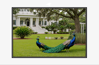 peacocks on the lawn of a Southern Mansion