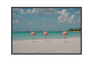 white sand beach, palm trees, flamingos in blue water