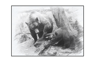 Bear with cub