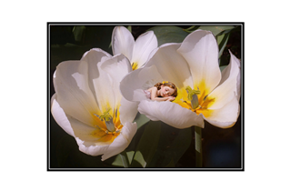 sleeping fairy in a flower