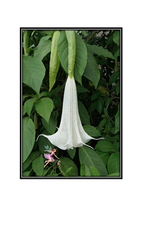 flying fairy under trumpet flower