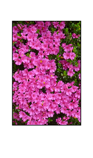Red Azaleas